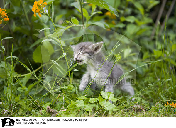 Orientalisch Langhaar Ktzchen / Oriental Longhair Kitten / HBO-03567