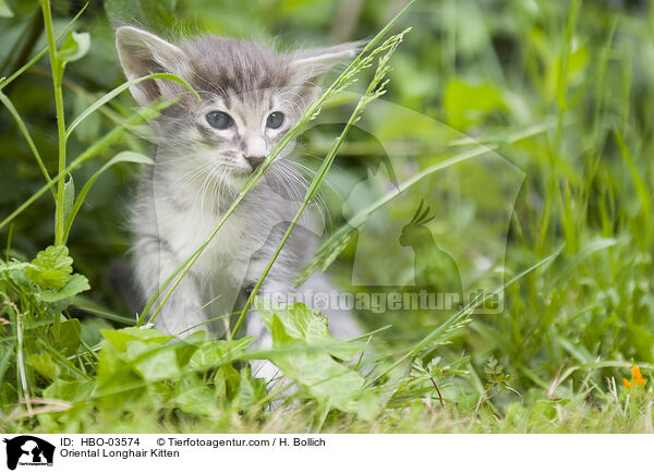 Oriental Longhair Kitten / HBO-03574