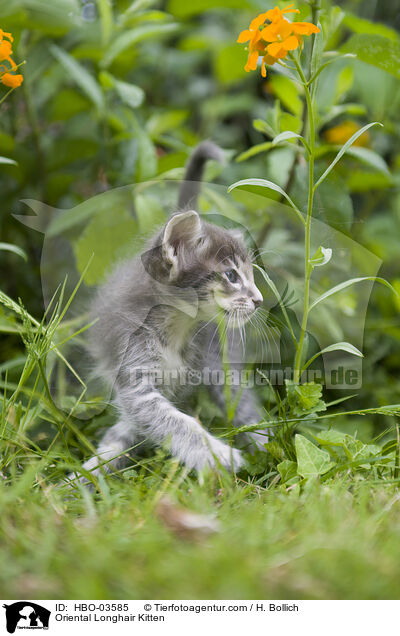 Oriental Longhair Kitten / HBO-03585