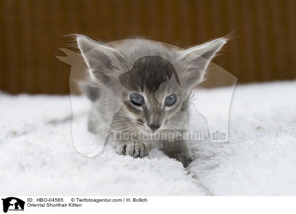 Oriental Shorthair Kitten / HBO-04565