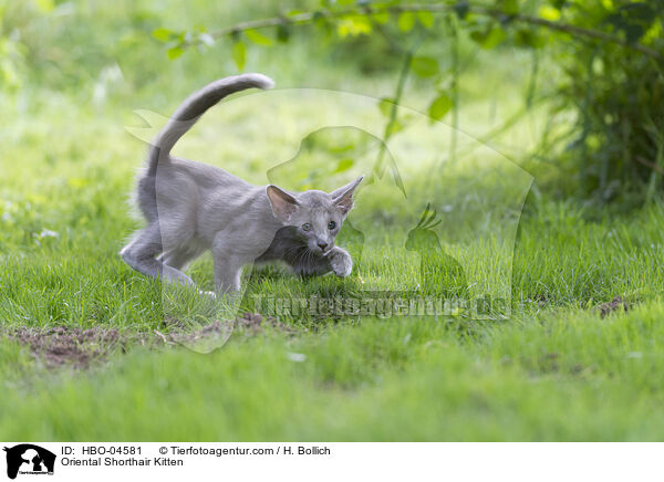 Oriental Shorthair Kitten / HBO-04581