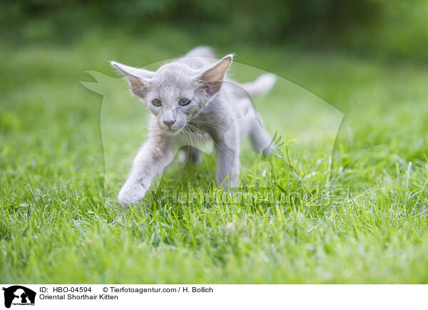 Oriental Shorthair Kitten / HBO-04594