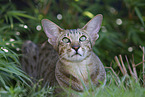 Oriental Shorthair