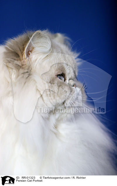 Persian Cat Portrait / RR-01323