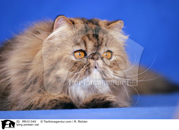 liegende Perserkatze / lying persian cat / RR-01349
