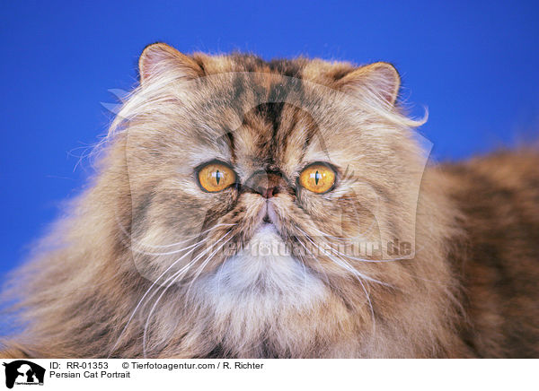Persian Cat Portrait / RR-01353