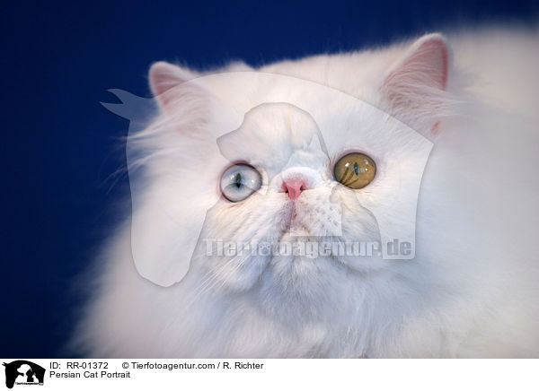 Persian Cat Portrait / RR-01372