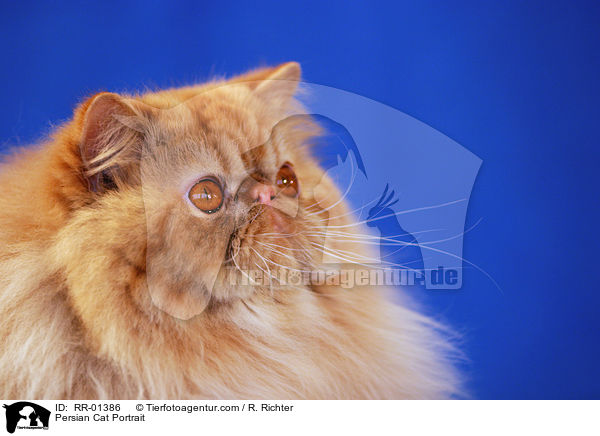 Persian Cat Portrait / RR-01386