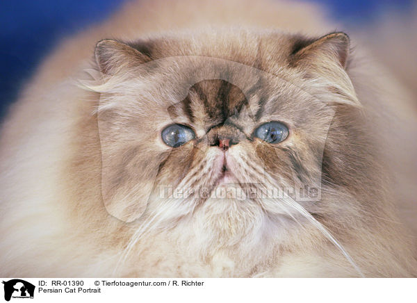 Persian Cat Portrait / RR-01390