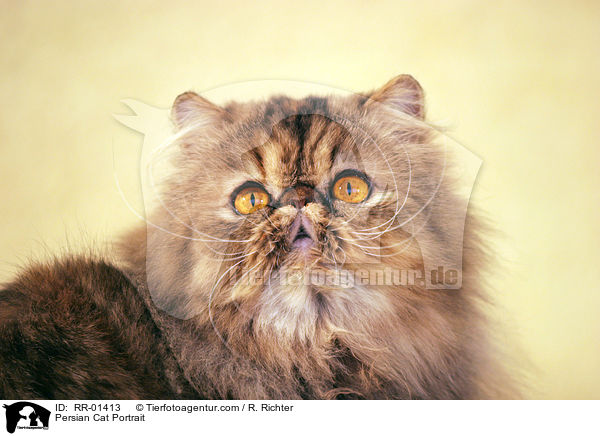 Persian Cat Portrait / RR-01413