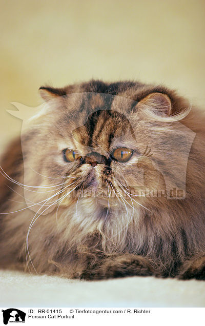 Persian Cat Portrait / RR-01415