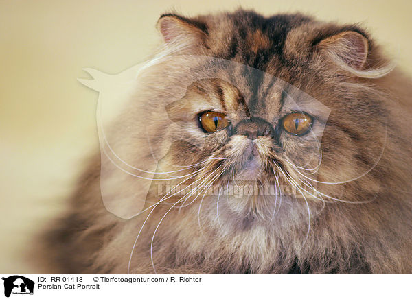Persian Cat Portrait / RR-01418