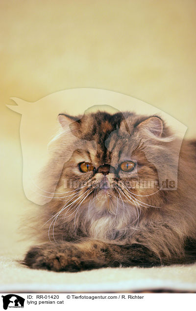 lying persian cat / RR-01420