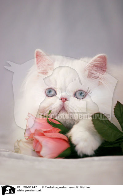 white persian cat / RR-01447