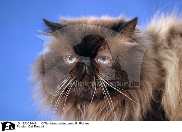 Perserkatze / Persian Cat Portrait / RR-01449