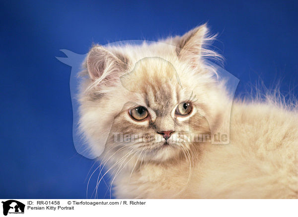 Persian Kitty Portrait / RR-01458