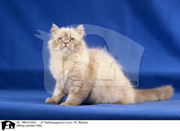 sitzendes Perserktzchen / sitting persian kitty / RR-01463