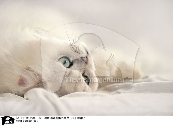 lying persian cat / RR-01498