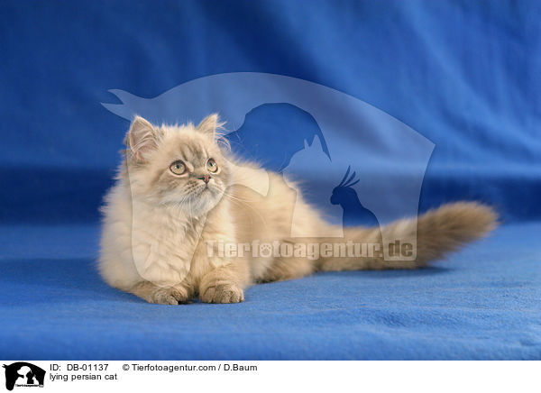lying persian cat / DB-01137