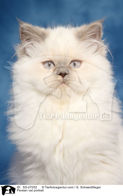 Persian cat portrait / SS-27052