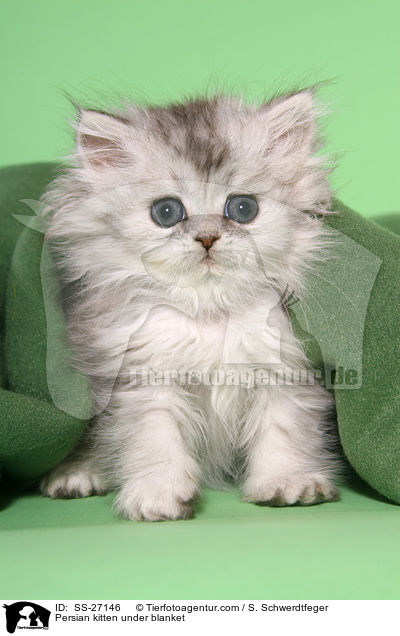 Persian kitten under blanket / SS-27146