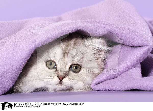 Persian Kitten Portrait / SS-36613