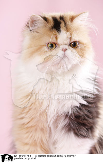 persian cat portrait / RR-61754