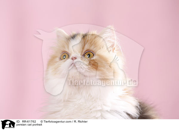 persian cat portrait / RR-61762