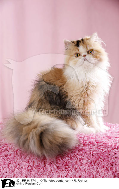 sitting Persian Cat / RR-61774