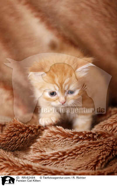 Persian Cat Kitten / RR-62484