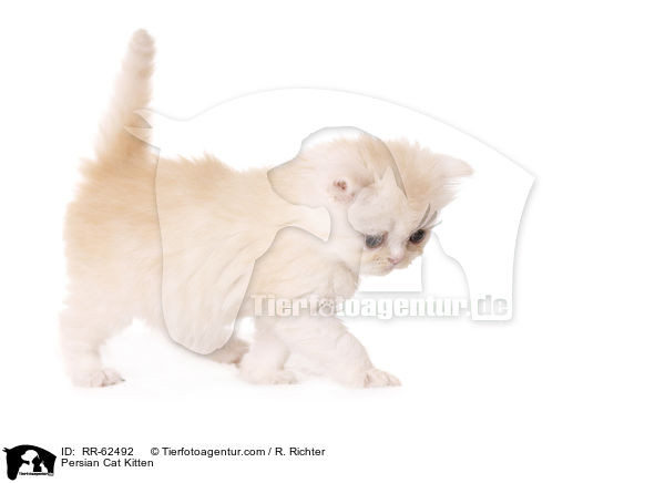 Perser Ktzchen / Persian Cat Kitten / RR-62492