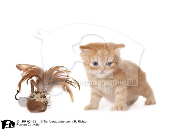 Perser Ktzchen / Persian Cat Kitten / RR-62493