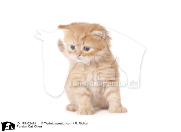 Perser Ktzchen / Persian Cat Kitten / RR-62494