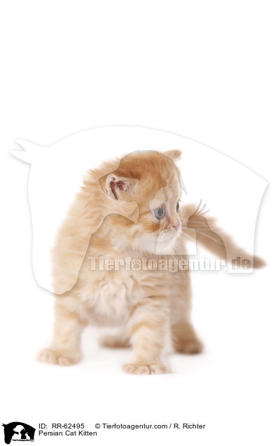 Persian Cat Kitten / RR-62495