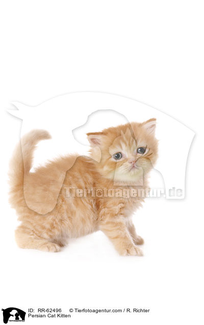 Persian Cat Kitten / RR-62496