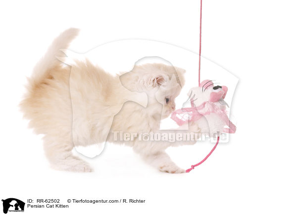 Perser Ktzchen / Persian Cat Kitten / RR-62502