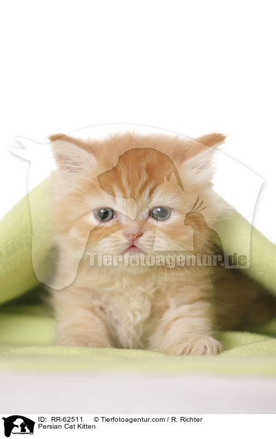 Persian Cat Kitten / RR-62511