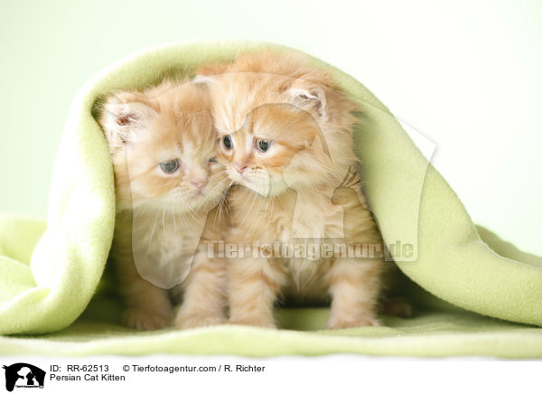 Persian Cat Kitten / RR-62513