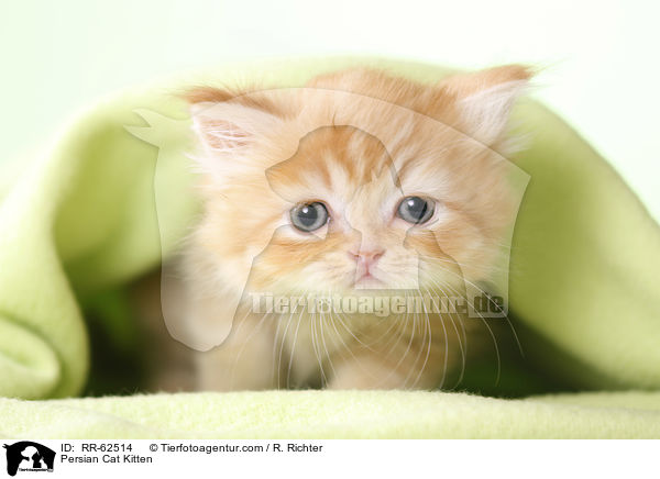 Persian Cat Kitten / RR-62514