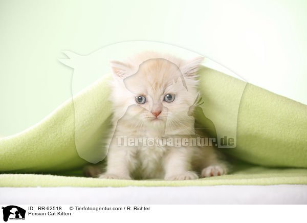 Persian Cat Kitten / RR-62518