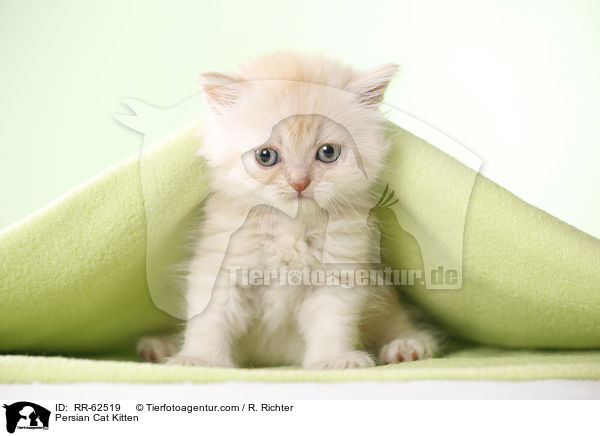 Persian Cat Kitten / RR-62519