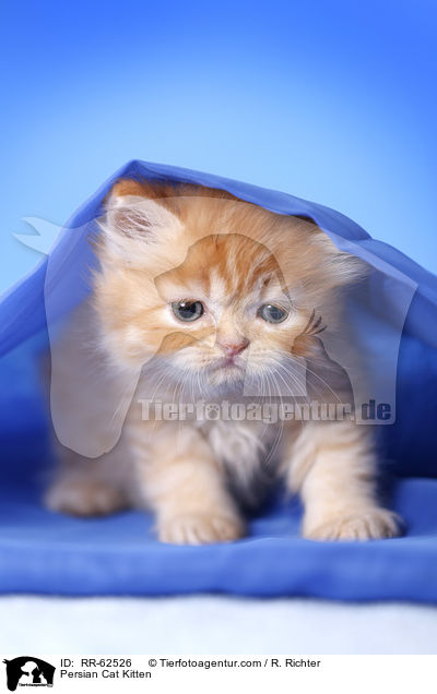 Persian Cat Kitten / RR-62526