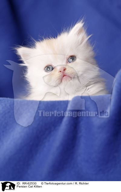 Persian Cat Kitten / RR-62530
