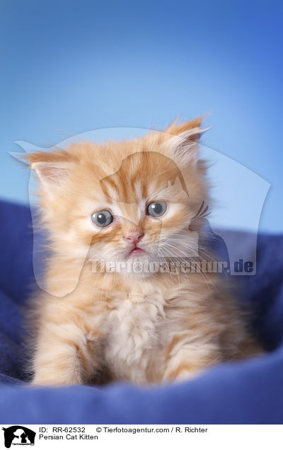 Persian Cat Kitten / RR-62532