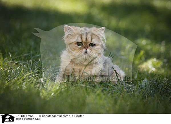 sitzende Perser / sitting Persian Cat / RR-85929