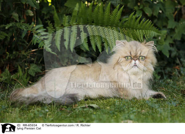 lying Persian Cat / RR-85934