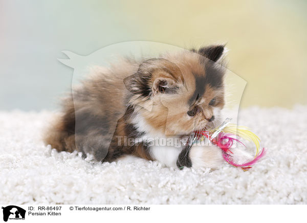 Persian Kitten / RR-86497