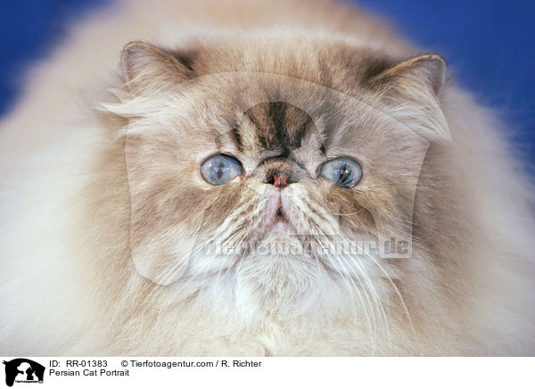 Persian Cat Portrait / RR-01383