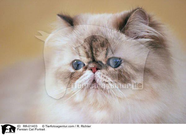 Persian Cat Portrait / RR-01403
