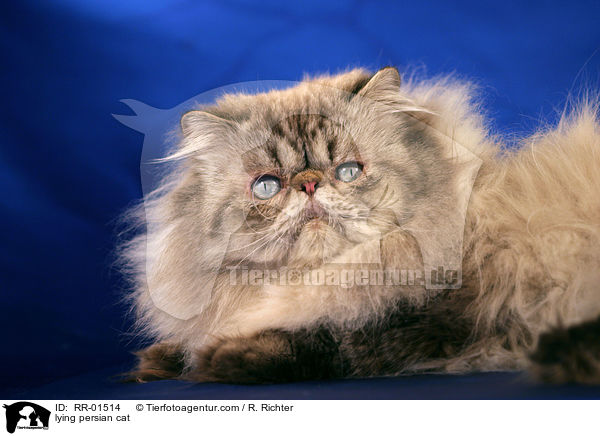 liegende Perserkatze / lying persian cat / RR-01514